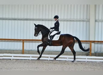 Hannoveraan, Merrie, 14 Jaar, 165 cm, Bruin