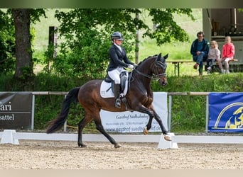 Hannoveraan, Merrie, 14 Jaar, 165 cm, Donkerbruin