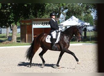 Hannoveraan, Merrie, 14 Jaar, 165 cm, Donkerbruin