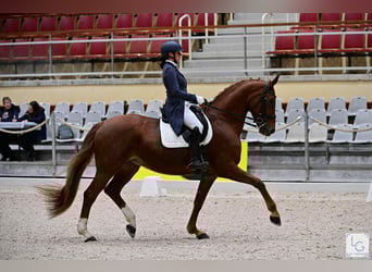 Hannoveraan, Merrie, 14 Jaar, 165 cm, Vos