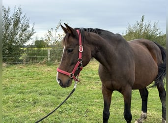 Hannoveraan, Merrie, 14 Jaar, 166 cm, Bruin