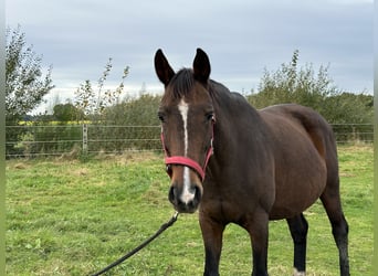 Hannoveraan, Merrie, 14 Jaar, 166 cm, Bruin