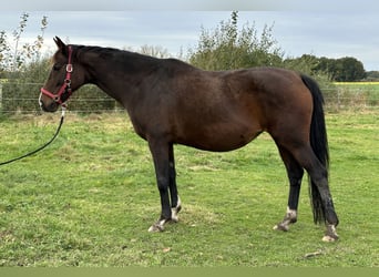 Hannoveraan, Merrie, 14 Jaar, 166 cm, Bruin