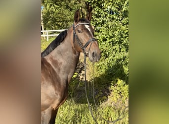 Hannoveraan, Merrie, 14 Jaar, 167 cm, Donkerbruin