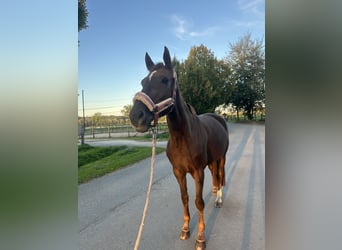 Hannoveraan, Merrie, 14 Jaar, 167 cm, Donkere-vos
