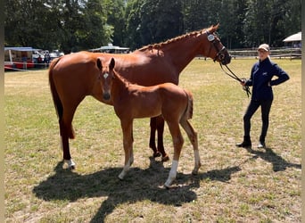 Hannoveraan, Merrie, 14 Jaar, 167 cm, Vos