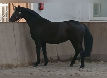 Hannoveraan, Merrie, 14 Jaar, 167 cm, Zwart