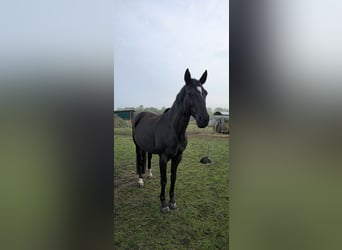 Hannoveraan, Merrie, 14 Jaar, 167 cm, Zwart