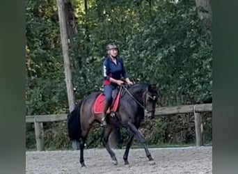 Hannoveraan, Merrie, 14 Jaar, 168 cm, Zwartbruin