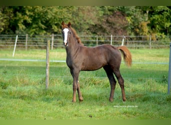 Hannoveraan, Merrie, 14 Jaar, 168 cm, Zwartbruin
