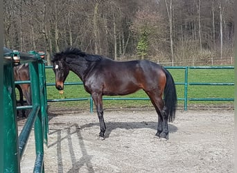 Hannoveraan, Merrie, 14 Jaar, 168 cm, Zwartbruin