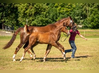 Hannoveraan, Merrie, 14 Jaar, 170 cm, Donkere-vos