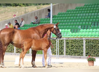 Hannoveraan, Merrie, 14 Jaar, 170 cm, Donkere-vos