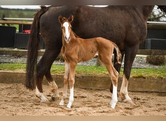 Hannoveraan, Merrie, 14 Jaar, 170 cm, Vos