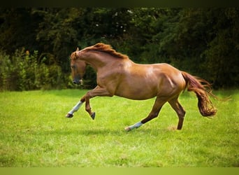 Hannoveraan, Merrie, 14 Jaar, 170 cm, Vos