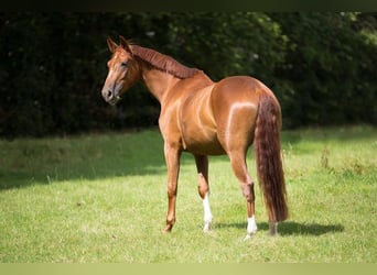 Hannoveraan, Merrie, 14 Jaar, 170 cm, Vos