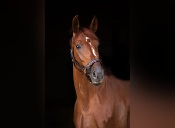 Hannoveraan, Merrie, 14 Jaar, 170 cm, Vos