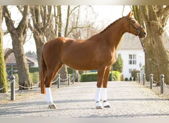 Hannoveraan, Merrie, 14 Jaar, 170 cm, Vos
