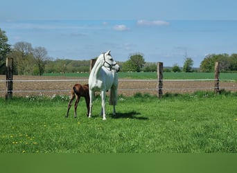 Hannoveraan, Merrie, 14 Jaar, 171 cm, Schimmel