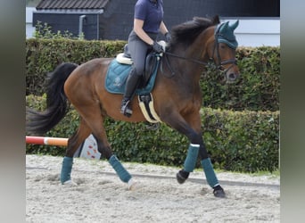 Hannoveraan, Merrie, 14 Jaar, 174 cm, Bruin