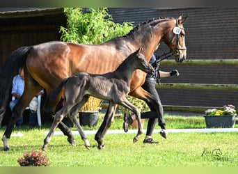 Hannoveraan, Merrie, 14 Jaar, 175 cm, Bruin