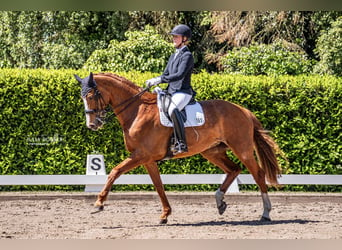 Hannoveraan, Merrie, 14 Jaar, 176 cm, Vos