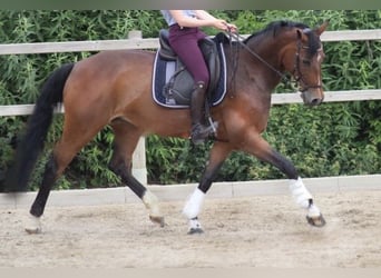 Hannoveraan, Merrie, 15 Jaar, 163 cm, Donkerbruin