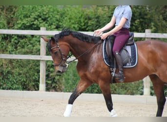 Hannoveraan, Merrie, 15 Jaar, 163 cm, Donkerbruin