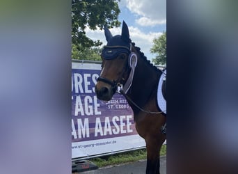 Hannoveraan, Merrie, 15 Jaar, 163 cm, Donkerbruin