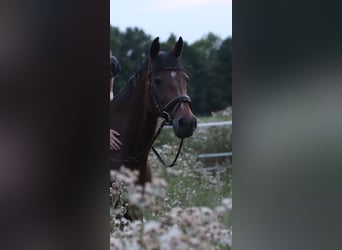 Hannoveraan, Merrie, 15 Jaar, 163 cm, Donkerbruin