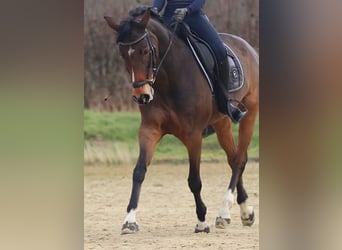 Hannoveraan, Merrie, 15 Jaar, 163 cm, Donkerbruin