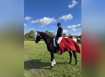 Hannoveraan, Merrie, 15 Jaar, 164 cm, Bruin