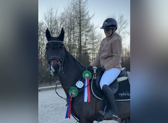 Hannoveraan, Merrie, 15 Jaar, 164 cm, Donkerbruin