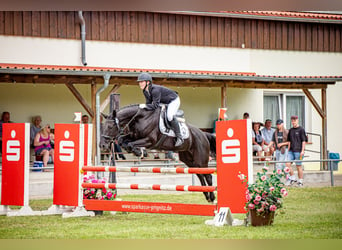 Hannoveraan, Merrie, 15 Jaar, 164 cm, Zwartbruin