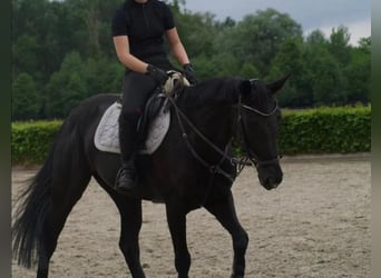 Hannoveraan, Merrie, 15 Jaar, 164 cm, Zwartbruin