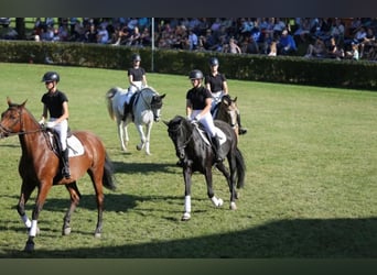 Hannoveraan, Merrie, 15 Jaar, 164 cm, Zwartbruin