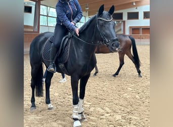 Hannoveraan, Merrie, 15 Jaar, 164 cm, Zwartbruin