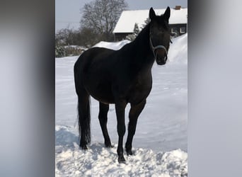 Hannoveraan, Merrie, 15 Jaar, 166 cm, Donkerbruin