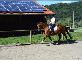 Hannoveraan, Merrie, 15 Jaar, 167 cm, Bruin