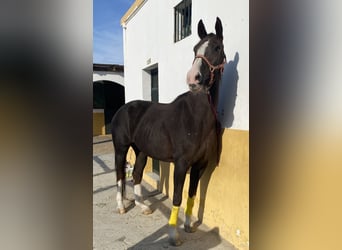 Hannoveraan, Merrie, 15 Jaar, 168 cm, Donkere-vos