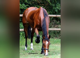 Hannoveraan, Merrie, 15 Jaar, 168 cm, Roodbruin