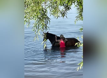 Hannoveraan, Merrie, 15 Jaar, 170 cm, Bruin