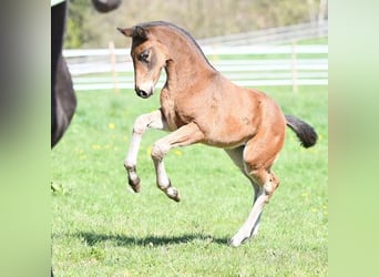 Hannoveraner, Stute, 15 Jahre, 170 cm, Brauner