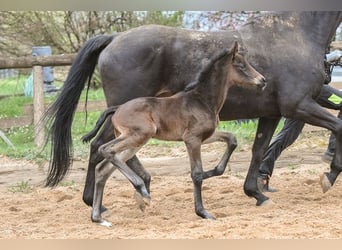 Hannoveraner, Stute, 15 Jahre, 170 cm, Brauner