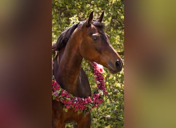Hannoveraan, Merrie, 15 Jaar, 170 cm, Bruin