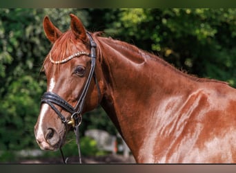 Hannoveraan, Merrie, 15 Jaar, 170 cm, Donkere-vos