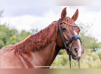 Hannoveraan, Merrie, 15 Jaar, 170 cm, Donkere-vos