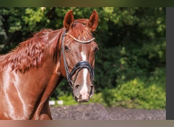 Hannoveraan, Merrie, 15 Jaar, 170 cm, Donkere-vos