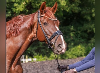 Hannoveraan, Merrie, 15 Jaar, 170 cm, Donkere-vos