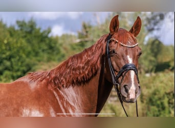 Hannoveraan, Merrie, 15 Jaar, 170 cm, Donkere-vos